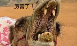 骆驼吃一次食物能坚持多少天